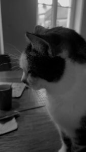 Soepie, de kat