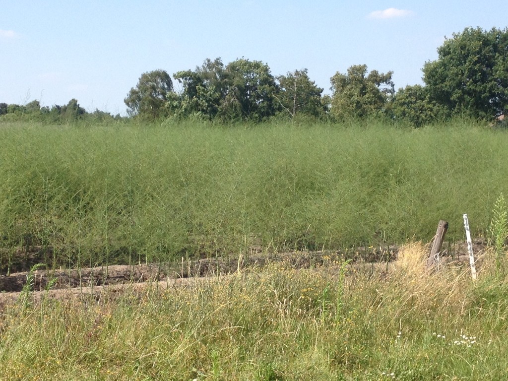 Asperge seizoen gesloten Foppe Weijer
